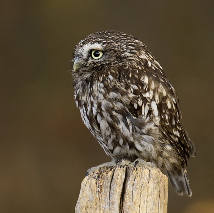 Owls / Predatory